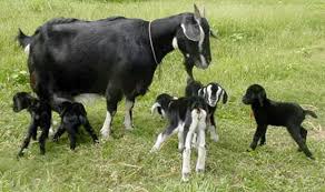 Black Bengal Goat Farming