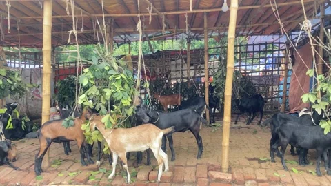 Black Bengal goat farming